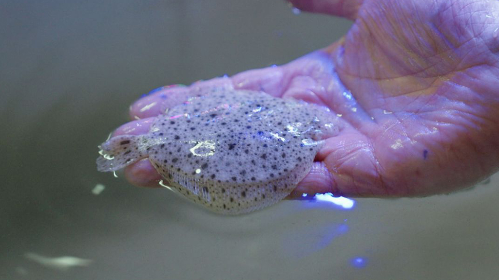 Klein stukje zee tussen de weilanden, hier wordt vis gekweekt zonder natuur te belasten