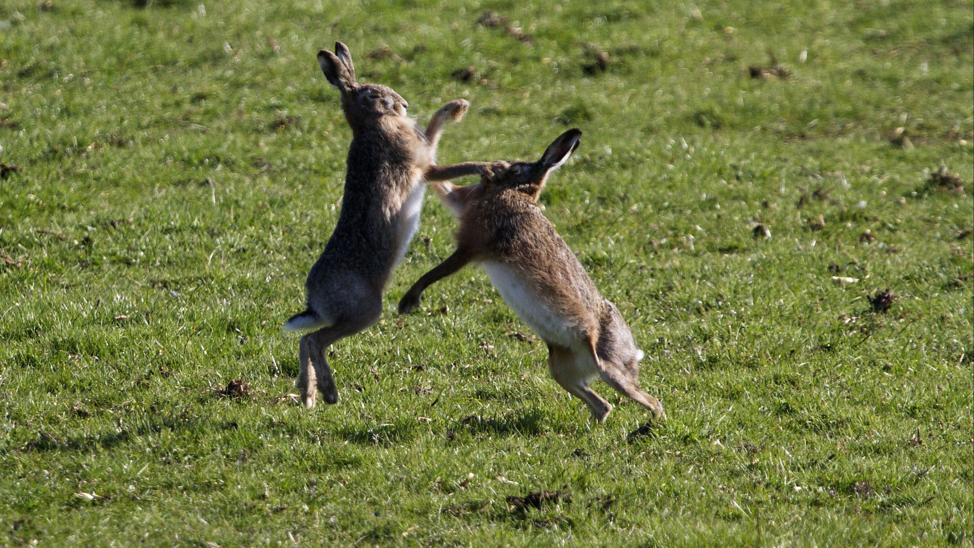 Het is lente: volop hitsige hazen in Bentwoud