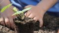 plant tuin groen klimaat