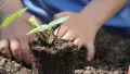 plant tuin groen klimaat