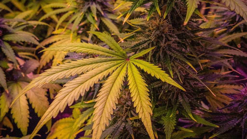 Politie vindt wietkwekerij met vierhonderd planten