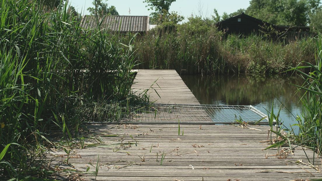 Broedende gans verstoord door minderjarigen: ‘Mishandeld en met stokken geslagen’