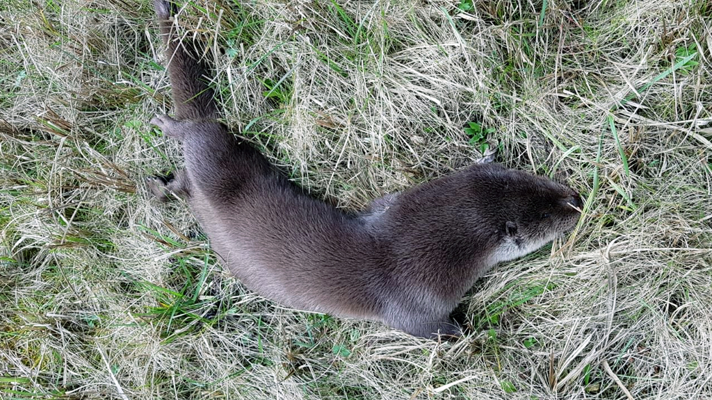 Doodgereden otter aangetroffen op Ziendeweg bij Aarlanderveen